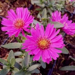 14 Pflanzen (Steingarten Bodendecker In Rosa) Mix -LICHTNELKE Geschäft aster dumosus kissenaster jenny lichtnelke owz i 1 1