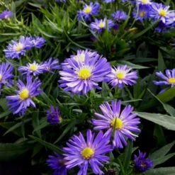 Kissenaster (Aster Dumosus) Mittelmeer -LICHTNELKE Geschäft aster dumosus kissenaster mittelmeer lichtnelke owz ii