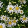 Kissenaster (Aster) Albit -LICHTNELKE Geschäft aster dumosus kissenaster schneekissen lichtnelke owz i