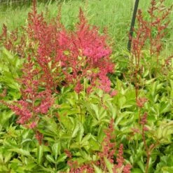 Titelseite -LICHTNELKE Geschäft astilbe x arendsii bodendecker astary rose red shades lichtnelke owz ii