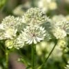 Große Sterndolde (Astrantia) Astra White -LICHTNELKE Geschäft astrantia grosse sterndolde astra white vf i sk