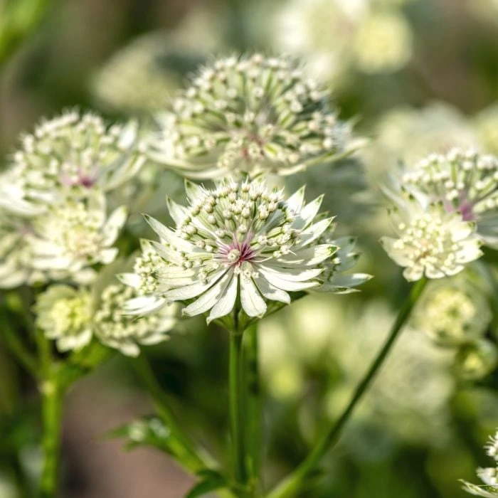 Große Sterndolde (Astrantia) Astra White 3 Große Sterndolde (Astrantia) Astra White