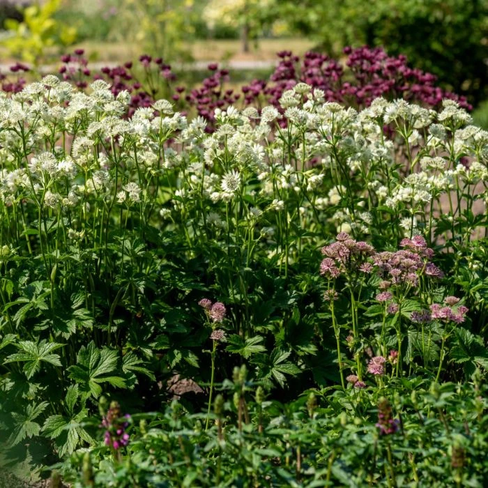 Große Sterndolde (Astrantia) Astra White 4 Große Sterndolde (Astrantia) Astra White – Bild 2