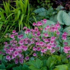 Große Sterndolde (Astrantia Major) Roma -LICHTNELKE Geschäft astrantia grosse sterndolde roma vf iii sk