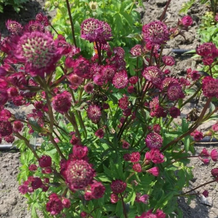 Große Sterndolde (Astrantia Major) Star Of Beauty 4 Große Sterndolde (Astrantia Major) Star Of Beauty – Bild 2