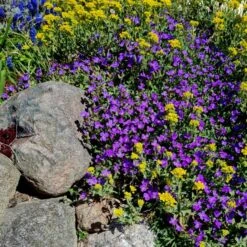 28 Pflanzen (für Trockenmauern) Mix 14 28 Pflanzen (für Trockenmauern) Mix -LICHTNELKE Geschäft aubrieta blaukissen lichtnelke trockenmauer owz i