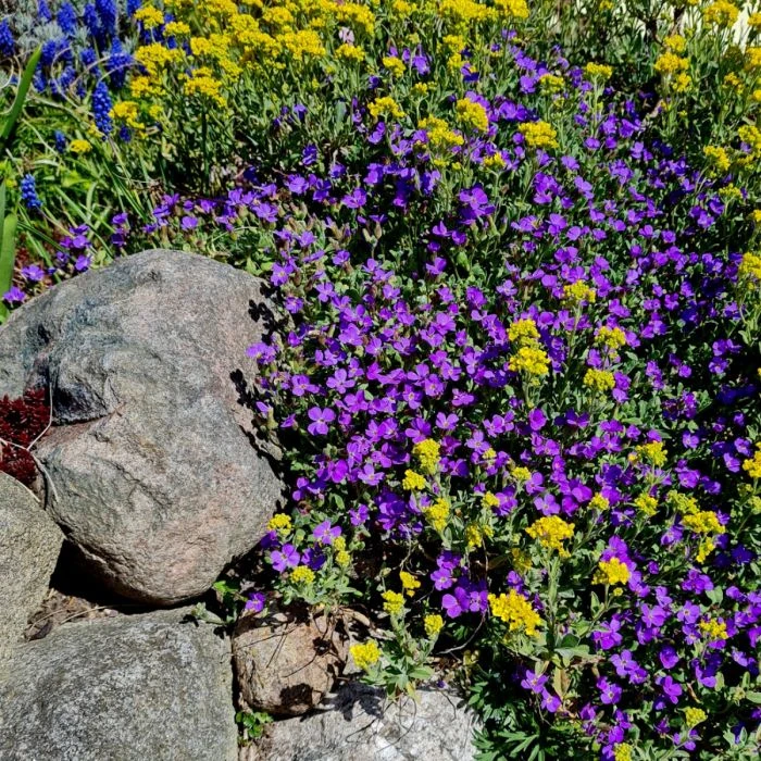 28 Pflanzen (für Trockenmauern) Mix 8 28 Pflanzen (für Trockenmauern) Mix – Bild 6