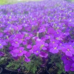 7 Vierländer Pflanzen (Bunte Bodendecker) Mix -LICHTNELKE Geschäft aubrieta hybrida blaukissen hamburger stadtpark lichtnelke owz i 1