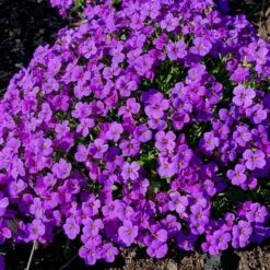 10 Vierländer Pflanzen (Bunte Bodendecker) Mix -LICHTNELKE Geschäft aubrieta hybrida blaukissen hamburger stadtpark lichtnelke owz ii 1