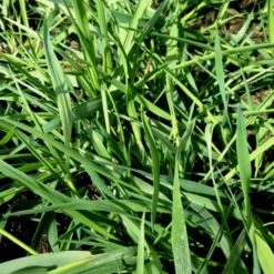 Hängender Bambus (Bamboo) Green Twist -LICHTNELKE Geschäft bamboo h ngender bambus green twist lichtnelke owz ii 1