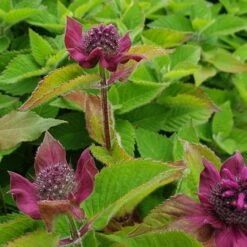 Indianernessel (Monarda X Cultorum) BEE Free -LICHTNELKE Geschäft bee free1 Staudengrtnerei Bargest