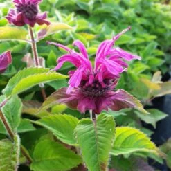 Indianernessel (Monarda X Cultorum) BEE Free -LICHTNELKE Geschäft bee free3 Staudengrtnerei Bargest