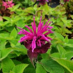 Indianernessel (Monarda X Cultorum) BEE Free -LICHTNELKE Geschäft bee free Staudengrtnerei Bargest