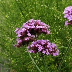 Patagonisches Eisenkraut (Verbena Bonariensis) Violet Blue -LICHTNELKE Geschäft bonariensis1 Staudengrtnerei Bargest