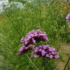 Patagonisches Eisenkraut (Verbena Bonariensis) Violet Blue -LICHTNELKE Geschäft bonariensis Staudengrtnerei Bargest