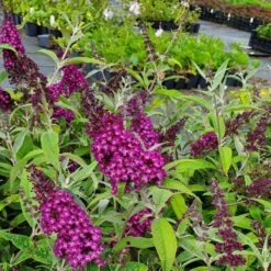 Zwerg-Schmetterlingsflieder (Buddleja Davidii) Magenta Munchkin -LICHTNELKE Geschäft buddleja davidii schmetterlingsflieder magenta munchkin lichtnelke owz i