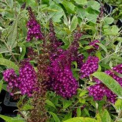 Zwerg-Schmetterlingsflieder (Buddleja Davidii) Magenta Munchkin -LICHTNELKE Geschäft buddleja davidii schmetterlingsflieder magenta munchkin lichtnelke owz ii