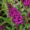 Zwerg-Schmetterlingsflieder (Buddleja Davidii) Magenta Munchkin -LICHTNELKE Geschäft buddleja davidii schmetterlingsflieder magenta munchkin lichtnelke owz iii