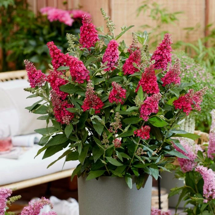 Zwerg-Schmetterlingsflieder (Buddleja Davidii) BUTTERFLY CANDY Little Ruby 3 Zwerg-Schmetterlingsflieder (Buddleja Davidii) BUTTERFLY CANDY Little Ruby