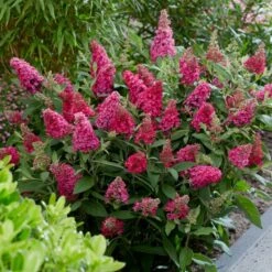 Zwerg-Schmetterlingsflieder (Buddleja Davidii) BUTTERFLY CANDY Little Ruby 7 Zwerg-Schmetterlingsflieder (Buddleja Davidii) BUTTERFLY CANDY Little Ruby -LICHTNELKE Geschäft buddleja davidii zwerg schmetterlingsflieder butterfly candy little ruby vf iii sk