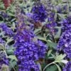 Zwerg-Schmetterlingsflieder (Buddleja Davidii) BUZZ Midnight -LICHTNELKE Geschäft buddleja davidii zwerg schmetterlingsflieder buzz midnight lichtnelke owz vix