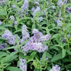 Zwerg-Schmetterlingsflieder (Buddleja Davidii) BUZZ Improved Sky Blue 7 Zwerg-Schmetterlingsflieder (Buddleja Davidii) BUZZ Improved Sky Blue -LICHTNELKE Geschäft buddleja davidii zwerg schmetterlingsflieder buzz skyblue lichtnelke owz iii