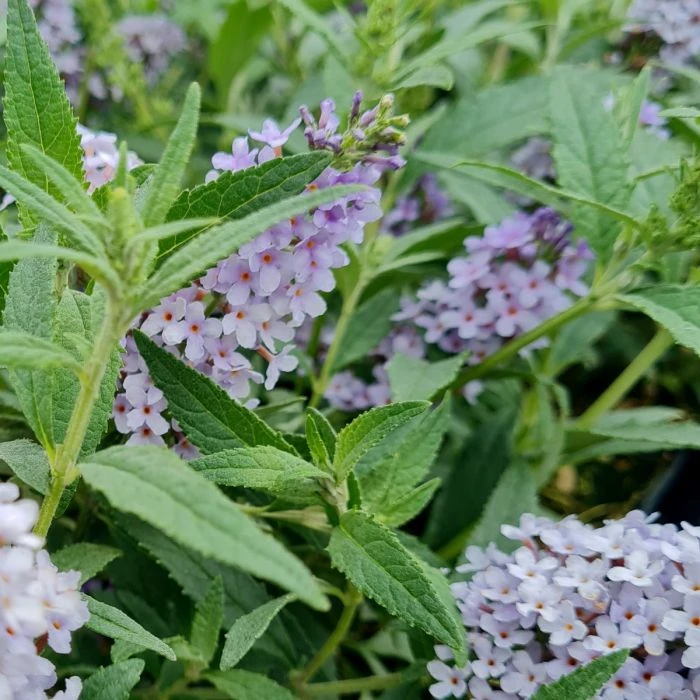 Zwerg-Schmetterlingsflieder (Buddleja Davidii) BUZZ Improved Sky Blue 4 Zwerg-Schmetterlingsflieder (Buddleja Davidii) BUZZ Improved Sky Blue – Bild 2