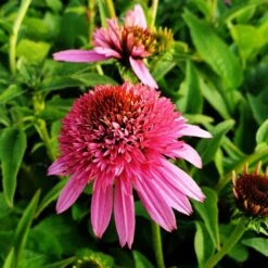 Sonnenhut (Echinacea) Butterfly Kisses -LICHTNELKE Geschäft butterfly kisses1 Staudengrtnerei Bargest