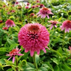 Sonnenhut (Echinacea) Butterfly Kisses -LICHTNELKE Geschäft butterfly kisses2 Staudengrtnerei Bargest