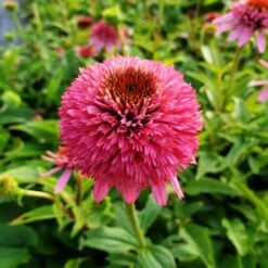 Sonnenhut (Echinacea) Butterfly Kisses -LICHTNELKE Geschäft butterfly kisses Staudengrtnerei Bargest
