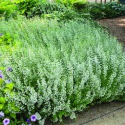 Kleinblütige Bergminze (Calamintha Nepeta Ssp.)