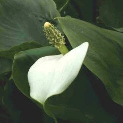 Sumpfcalla (Calla Palustris)