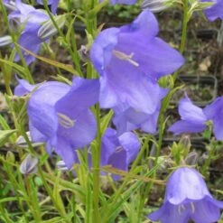 Pfirsichblättrige Glockenblume (Campanula Persicifolia Grandiflora) Caerulea -LICHTNELKE Geschäft campanula persicifolia pfirsichblaettrige glockenblume blau lichtnelke owz iii