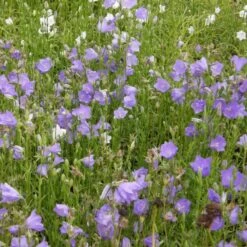 Pfirsichblättrige Glockenblume (Campanula Persicifolia Grandiflora) Caerulea -LICHTNELKE Geschäft campanula persicifolia pfirsichblaettrige glockenblume blau lichtnelke owz iv