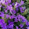 Mauerglockenblume (Campanula Portenschlagiana) Catharina -LICHTNELKE Geschäft campanula portenschlagiana mauer glockenblume lichtnelke owz i