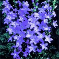 Pyramiden-Glockenblume (Campanula Pyramidalis) Lavender Blue