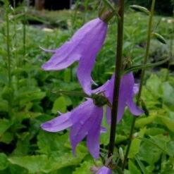 Rapunzel-Glockenblume (Campanula Rapunculus) Echte Rapunzel -LICHTNELKE Geschäft campanula rapunculoides rapunzel glockenblume lichtnelke owz i sk