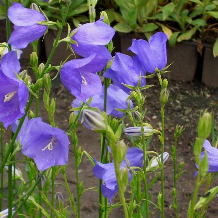 7 Pflanzen (für Einen üppig Blühenden Balkonkasten) Mix 4 7 Pflanzen (für Einen üppig Blühenden Balkonkasten) Mix – Bild 2