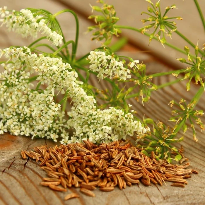 5 Pflanzen (Kräuter Für Den Balkon) Mix 3 5 Pflanzen (Kräuter Für Den Balkon) Mix