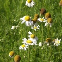 5 Pflanzen (für Tee-Liebhaber / Balkon) Mix -LICHTNELKE Geschäft chamomilla recutita matricaria chamomilla kamille lichtnelke owz ii