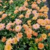 Herbstchrysantheme (Chrysanthemum Hortorum) Kleiner Bernstein 2 Herbstchrysantheme (Chrysanthemum Hortorum) Kleiner Bernstein -LICHTNELKE Geschäft chrysanthemum hortorum herbstchrysantheme kleiner bernstein lichtnelke owz i