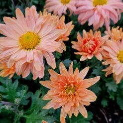 Herbstchrysantheme (Chrysanthemum Hortorum) Kleiner Bernstein -LICHTNELKE Geschäft chrysanthemum hortorum herbstchrysantheme kleiner bernstein lichtnelke owz iii 2