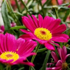 Rote Strauchmargerite (Chrysanthemum Coccineum) Robinson Rot
