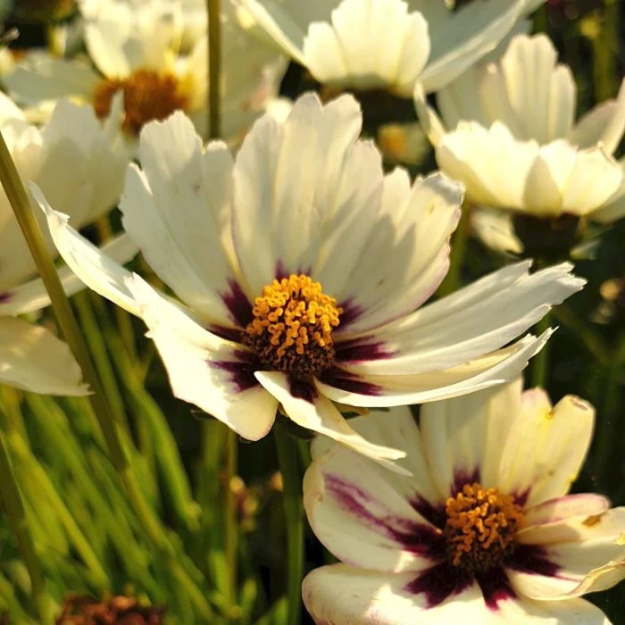 Mädchenauge (Coreopsis) LI'L BANG Star Cluster® 3 Mädchenauge (Coreopsis) LI'L BANG Star Cluster®