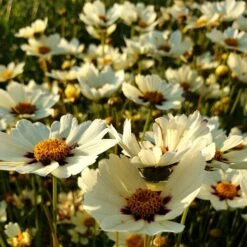 Mädchenauge (Coreopsis) LI'L BANG Star Cluster® 8 Mädchenauge (Coreopsis) LI'L BANG Star Cluster® -LICHTNELKE Geschäft coreopsis big bang maedchenauge star cluster lichtnelke owz ii