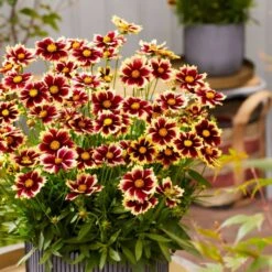 Mädchenauge (Coreopsis Grandiflora) SOLAR Fancy