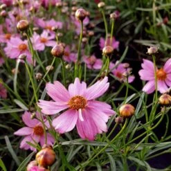 Mädchenauge (Coreopsis Rosea) Pink Lady -LICHTNELKE Geschäft coreopsis rosea maedchenauge pink lady lichtnelke owz ii