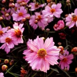 Mädchenauge (Coreopsis Rosea) Pink Lady -LICHTNELKE Geschäft coreopsis rosea maedchenauge pink lady lichtnelke owz iii