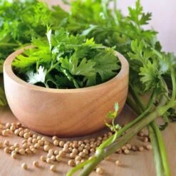 Koriander Cilantro (Coriandrum Sativum)