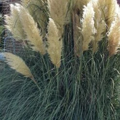 Niedriges Pampasgras (Cortaderia) Pumila